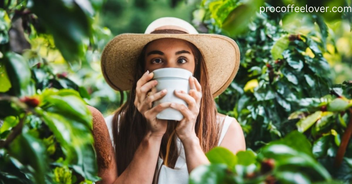 Where Does Coffee Come From Pro Coffee Lover